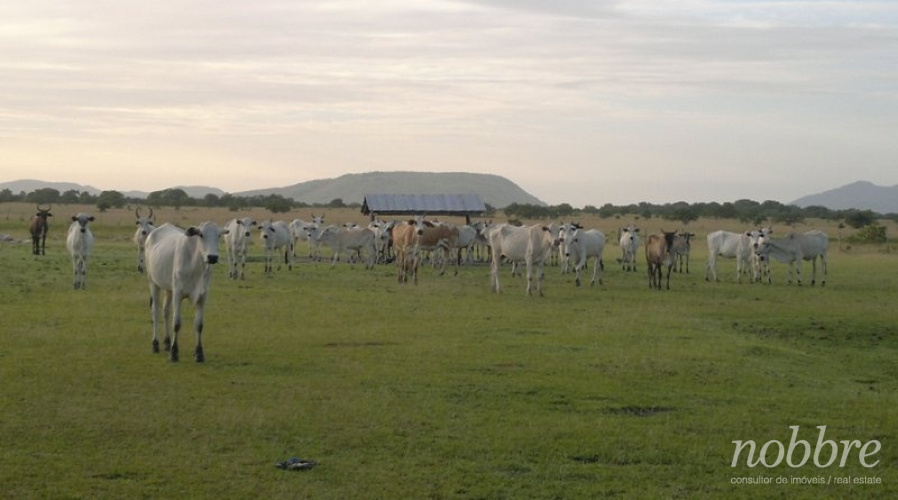 Avaliação de Fazendas no Pará, Amazonas, Amapá, Acre, Rondônia, Roraima. (Norte/Nordeste)